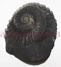Shaligram 10776 15gm